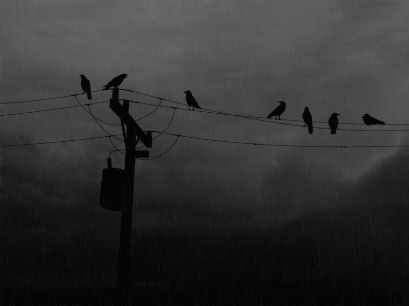 Crows on Power Lines — Black, Dreary, Night