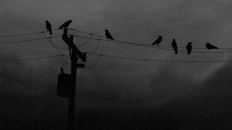 Crows on Power Lines — Black, Dreary