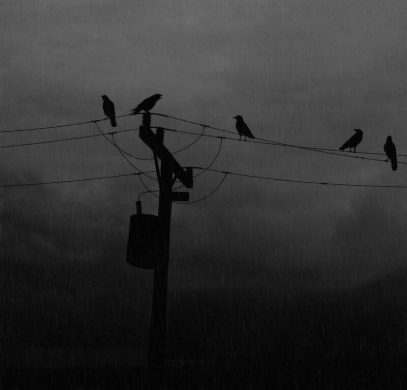 Crows on power lines in rain