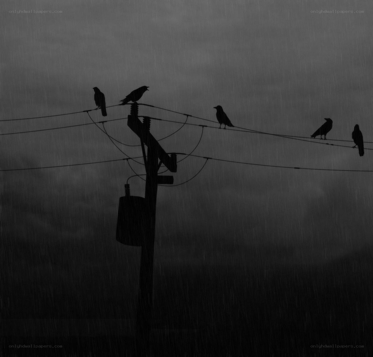 Crows on power lines in rain
