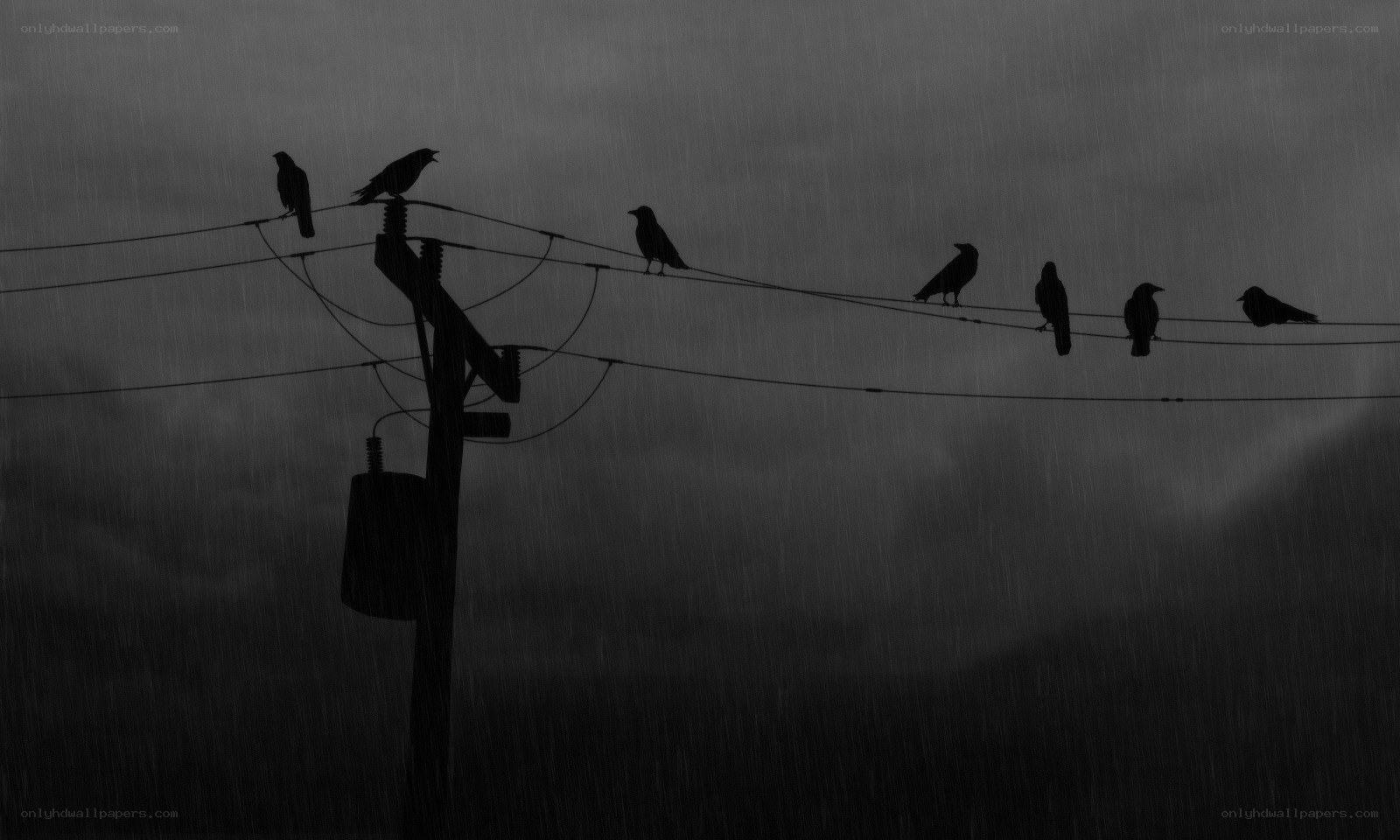Crows on power lines in rain