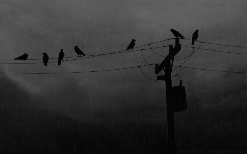 Crows on power lines in rain