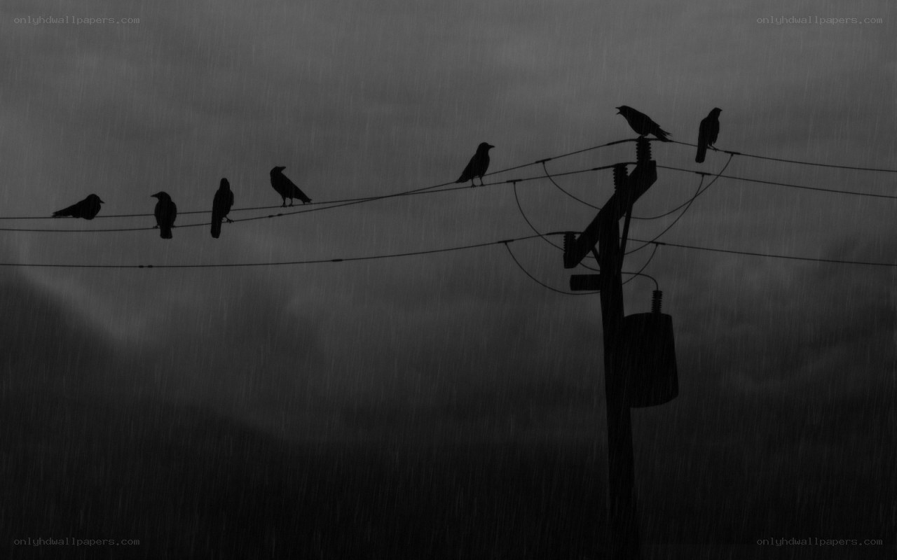Crows on power lines in rain
