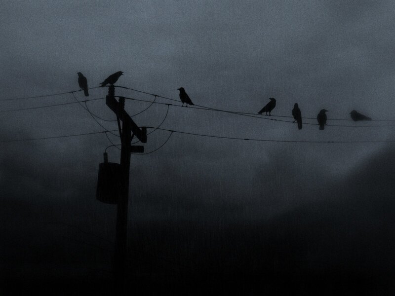 crows on power lines