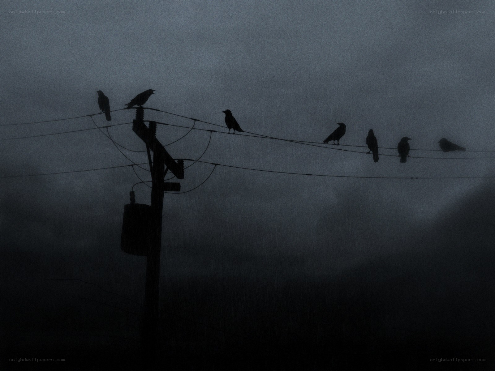 crows on power lines
