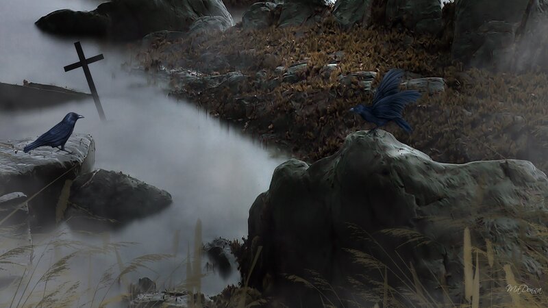 Crows on Rocks