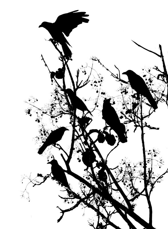 crows on tree branches