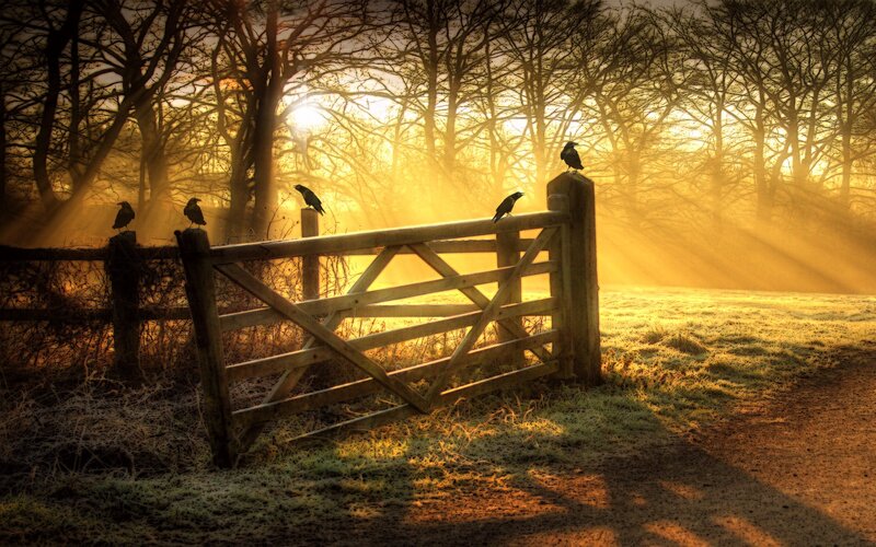 Crows on Wooden Gate — Gold