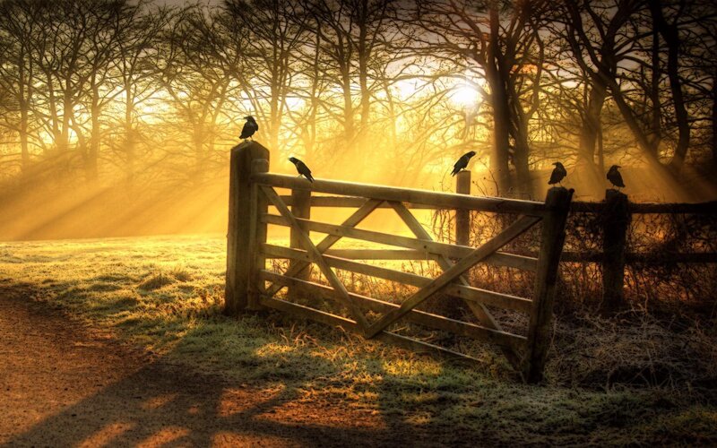 Crows on Wooden Gate — Yellow