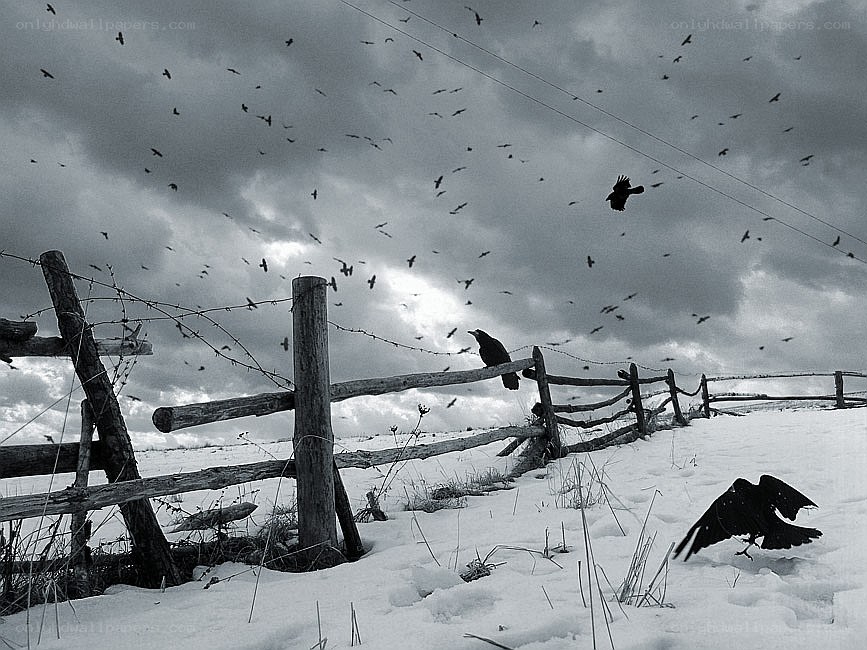 Crows over a snowy fence