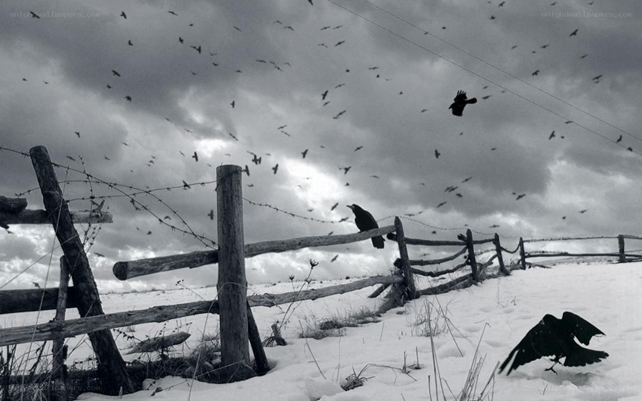 Crows over a snowy fence
