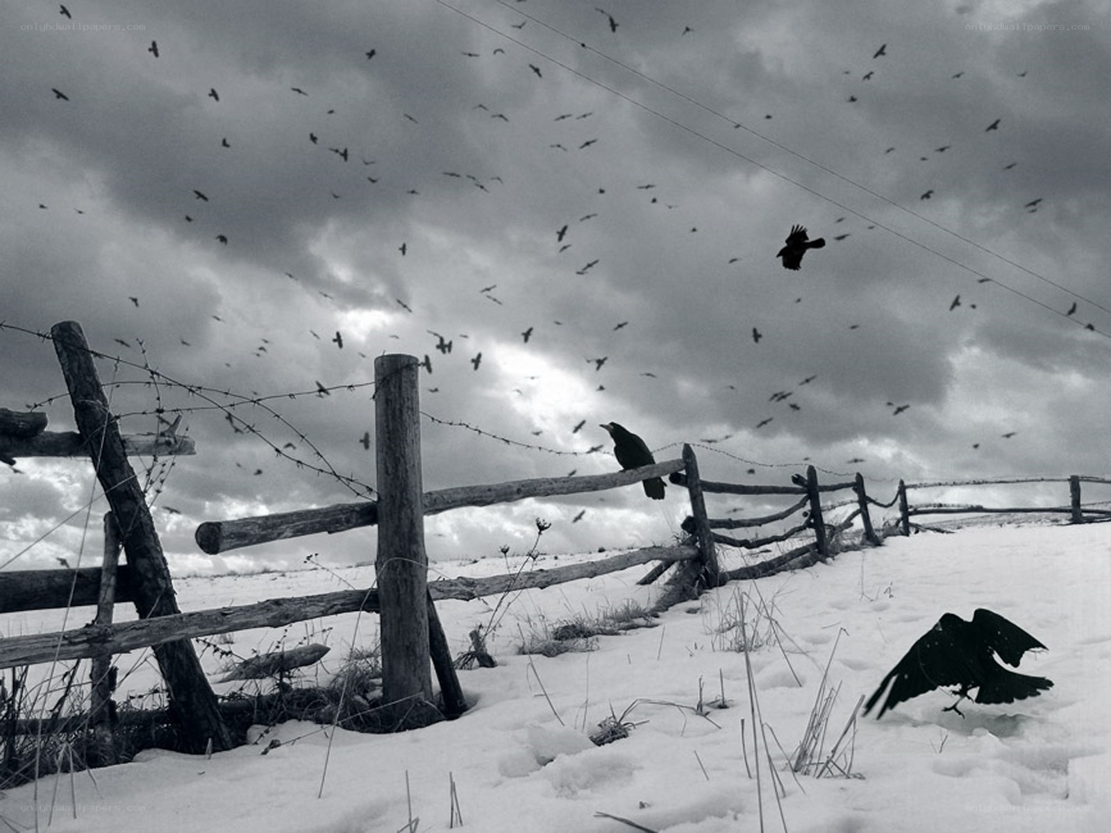Crows over a snowy fence
