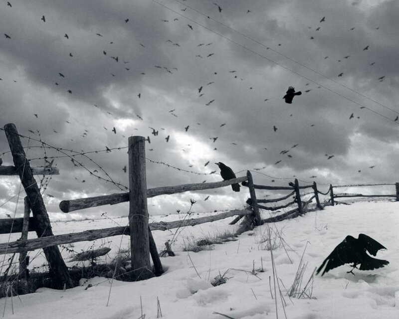 Crows over a snowy fence