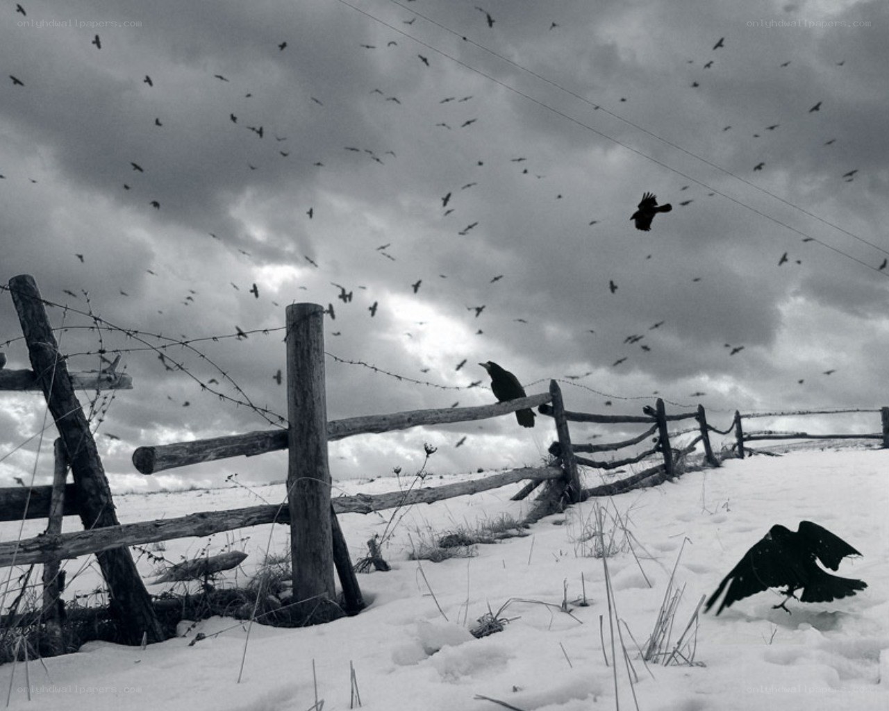 Crows over a snowy fence