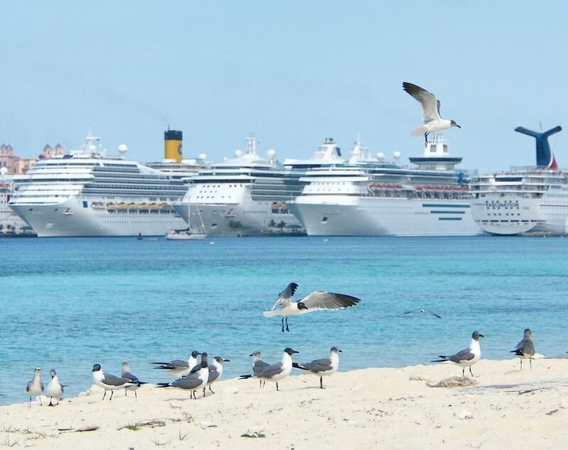 Cruise ships at a tropical port
