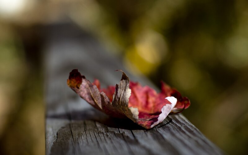 Crumpled Autumn Leaf