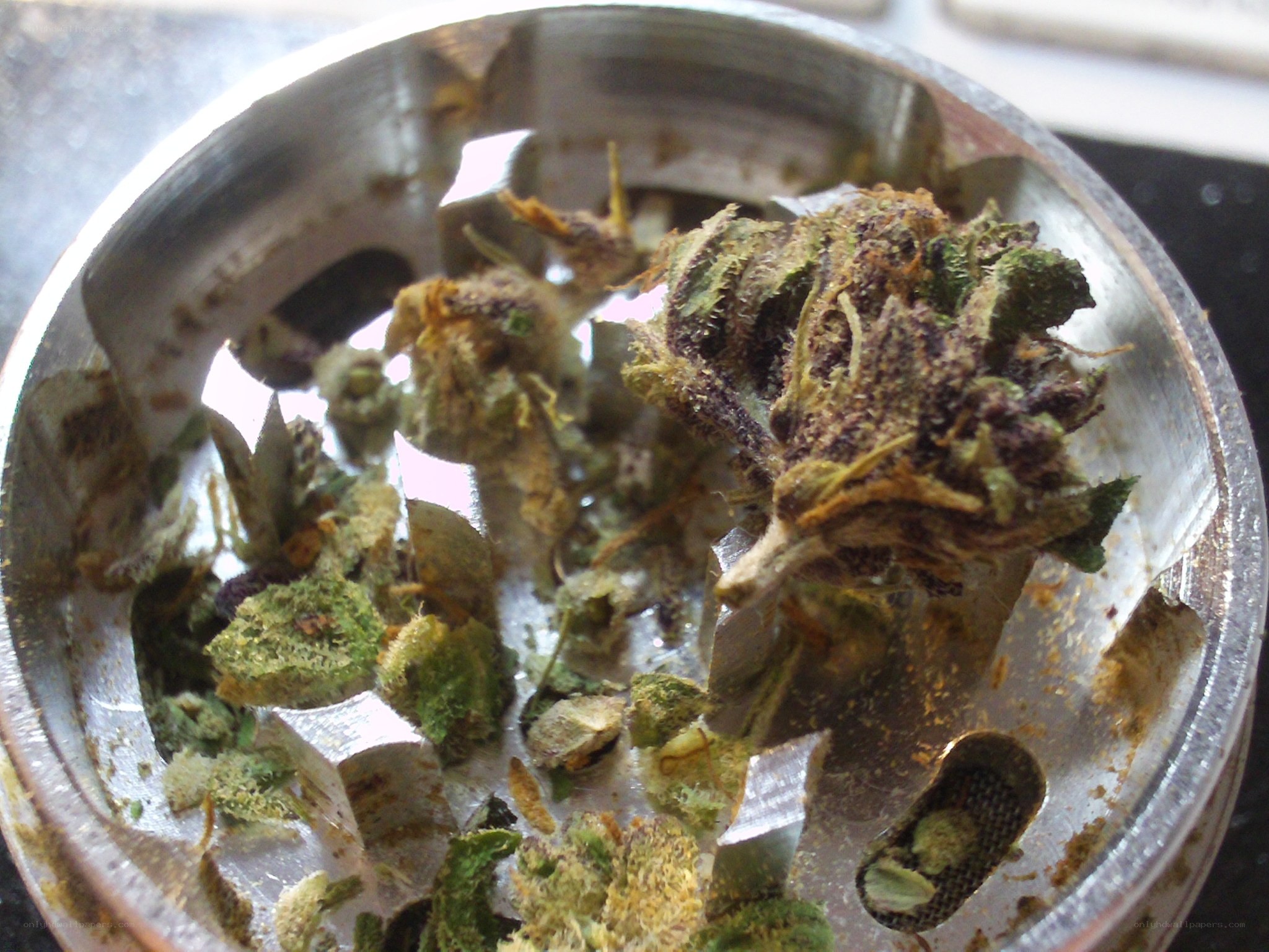 crushed cannabis in grinder
