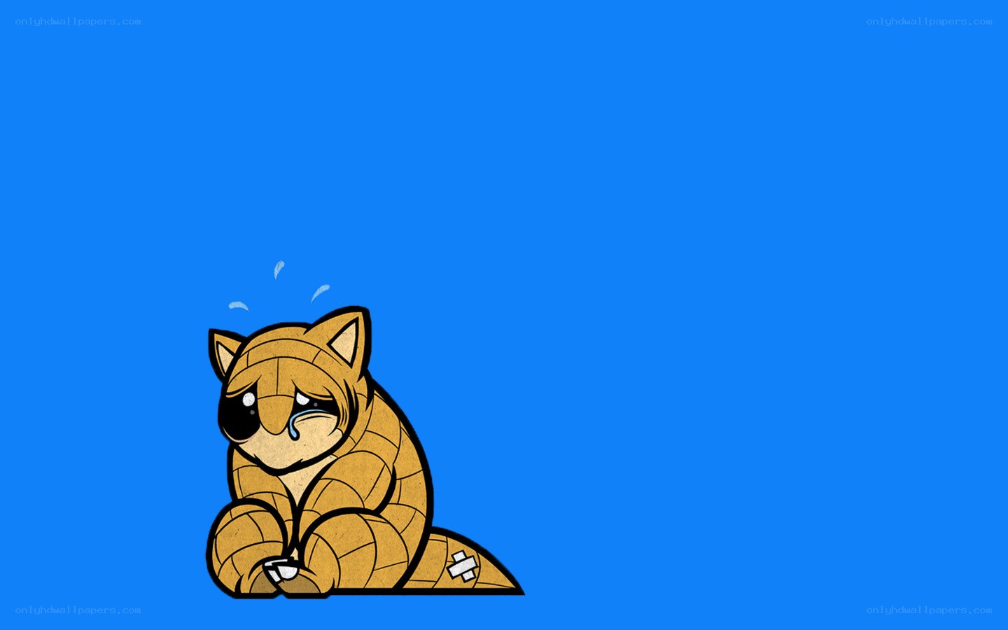 crying bandaged raccoon