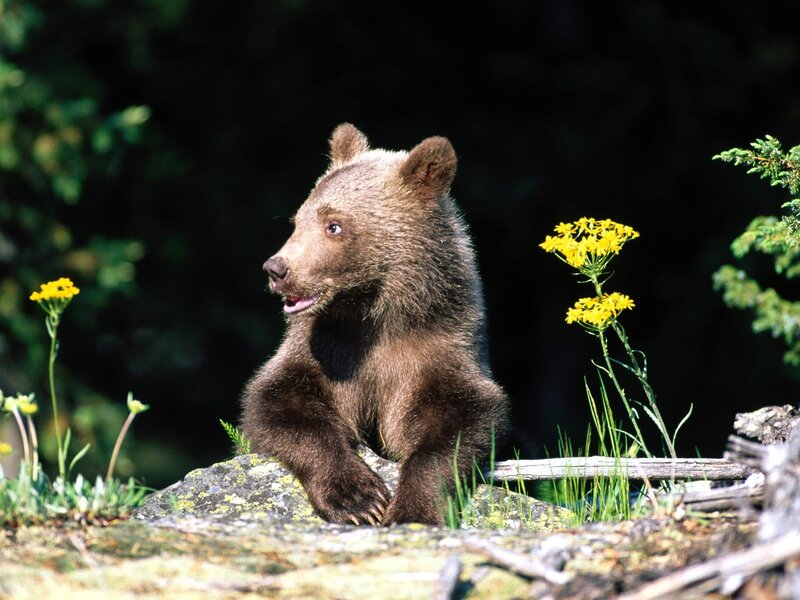 Cub bear in forest