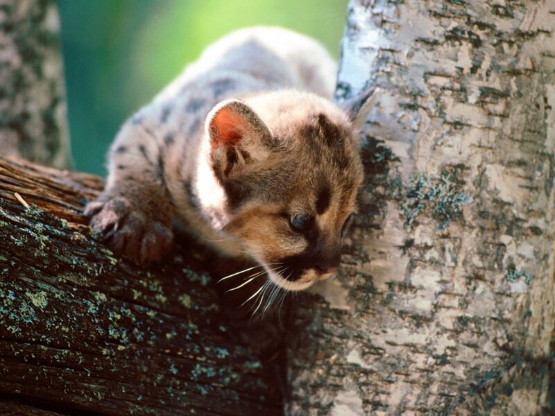 Cub climbing a tree