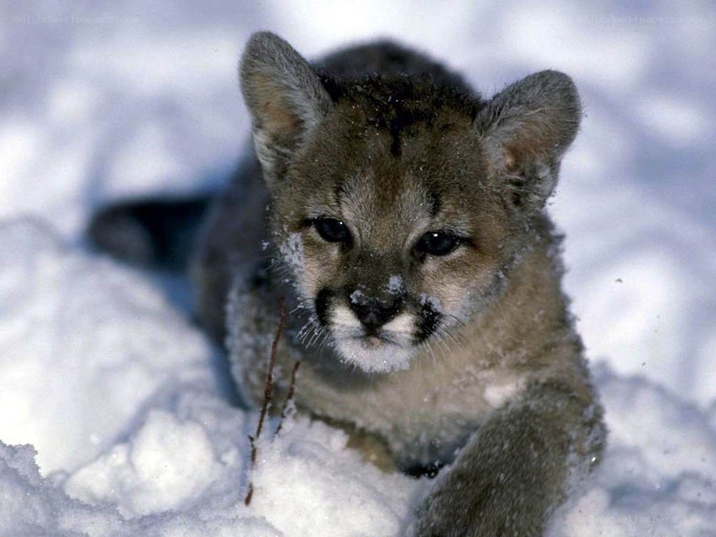 Cub in the snow