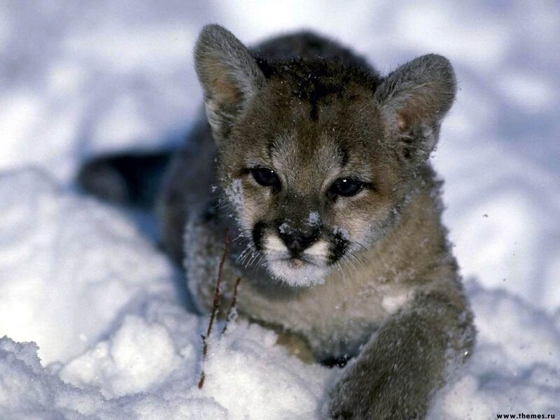 Cub in the snow