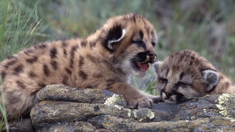 Cub kittens on a rock