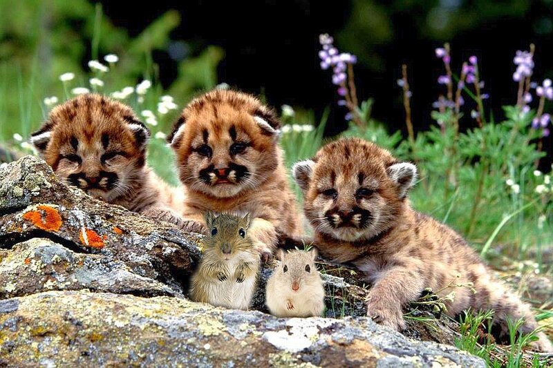Cub kittens with rodents