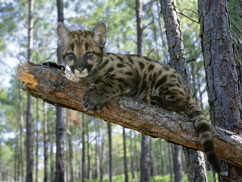 Cub on a tree branch
