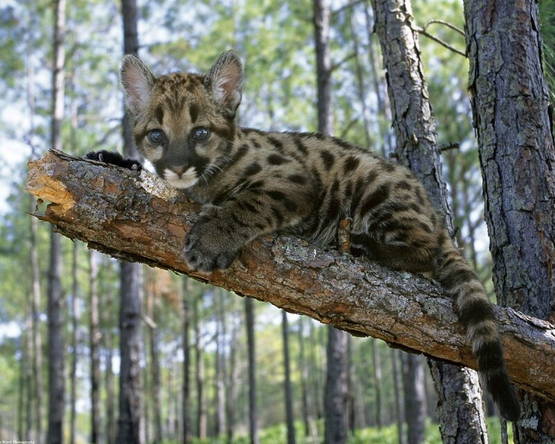 Cub on a tree branch