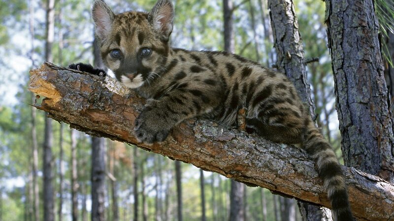 Cub on a tree branch