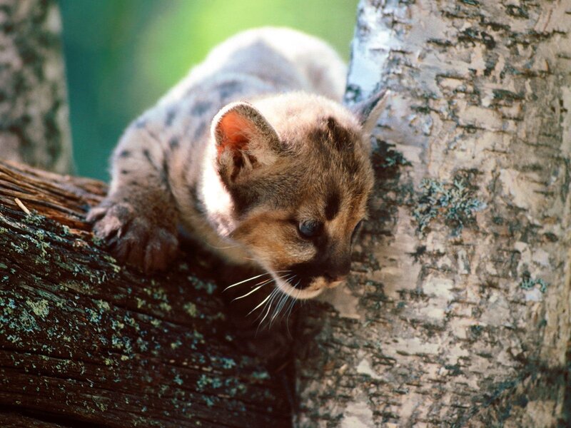 Cub on a tree branch