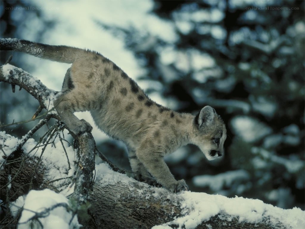 Cub on snowy branch