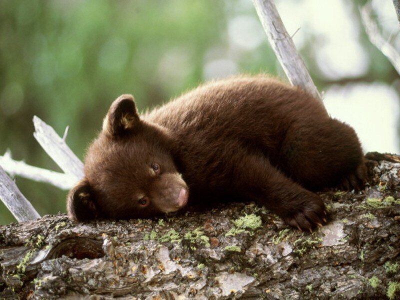 cub resting on tree branch