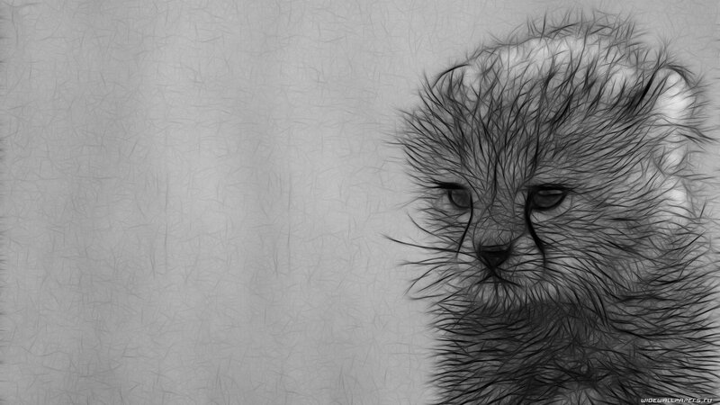 Cub with Black Lines