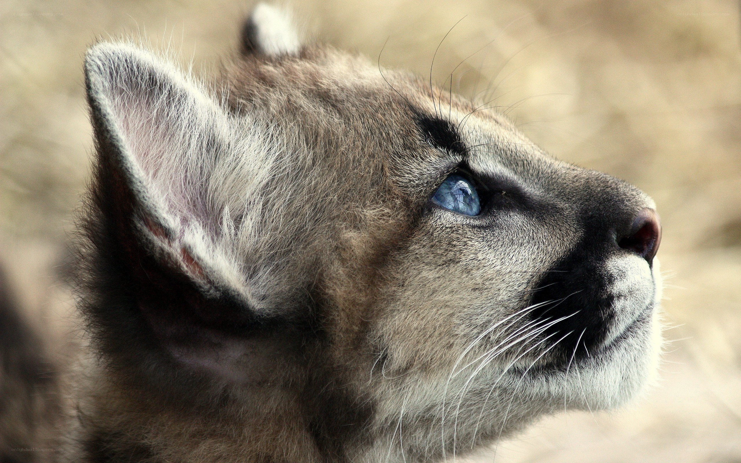 Cub with striking blue eyes