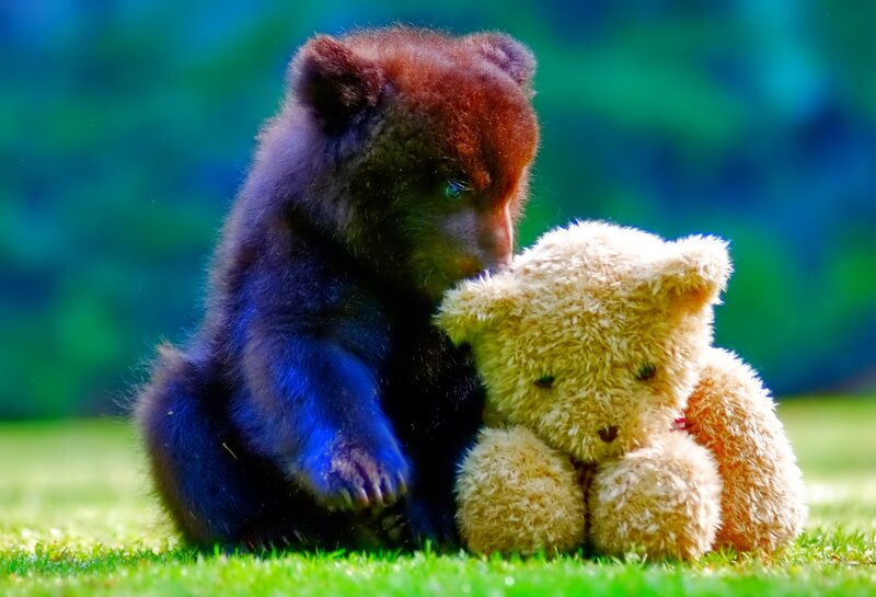 Cub with Teddy Bear