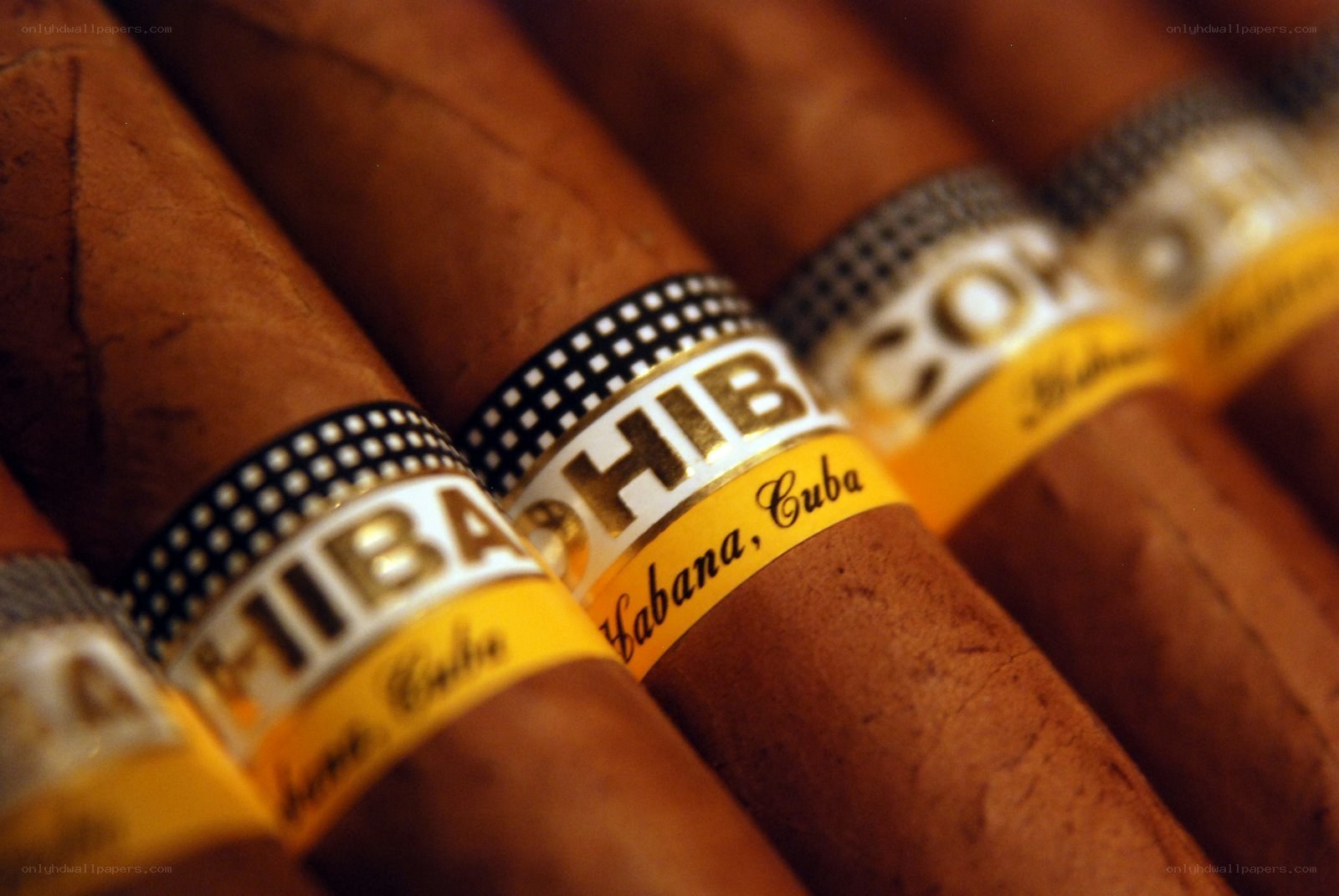 Cuban cigars in a row