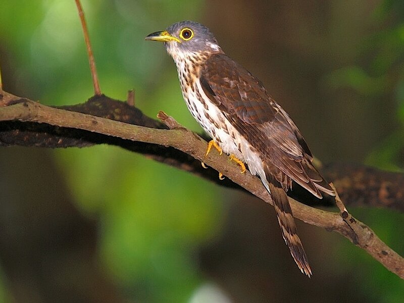 Cuckoo bird on a branch