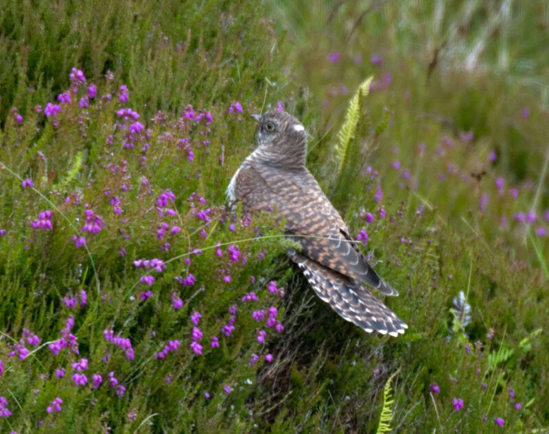 Cuckoo in heather