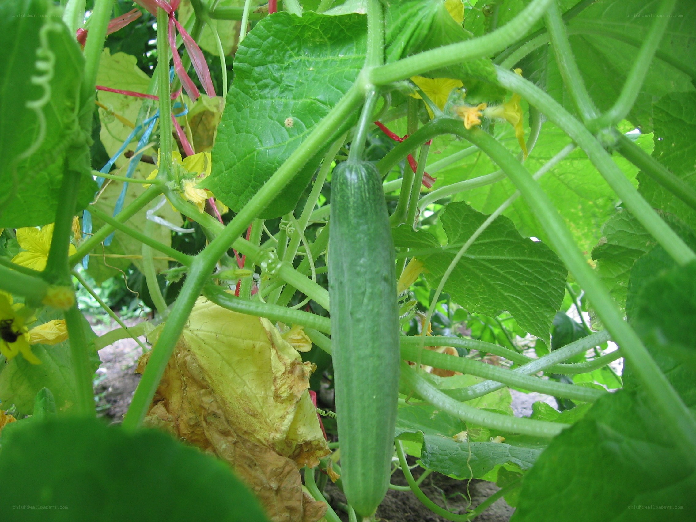 Cucumber growing on a vine