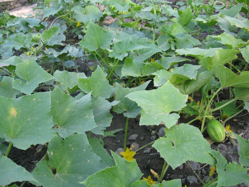 Cucumber Plants in Garden