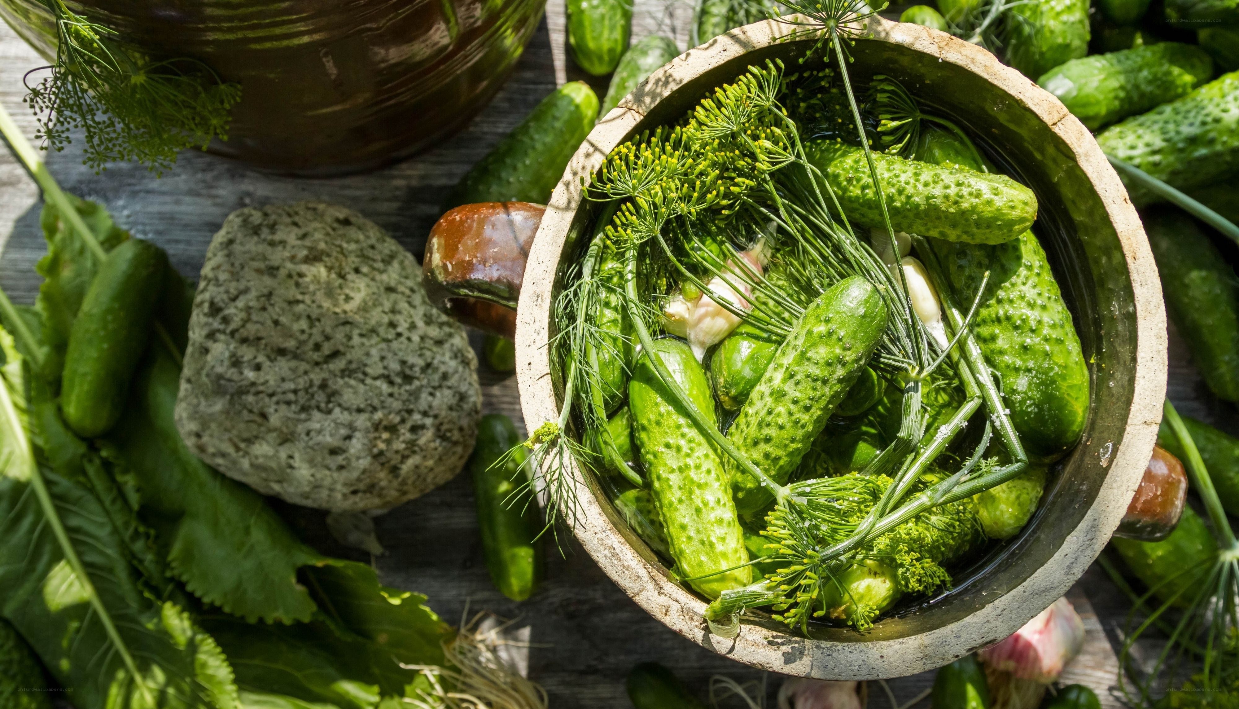 Cucumbers being pickled with dill