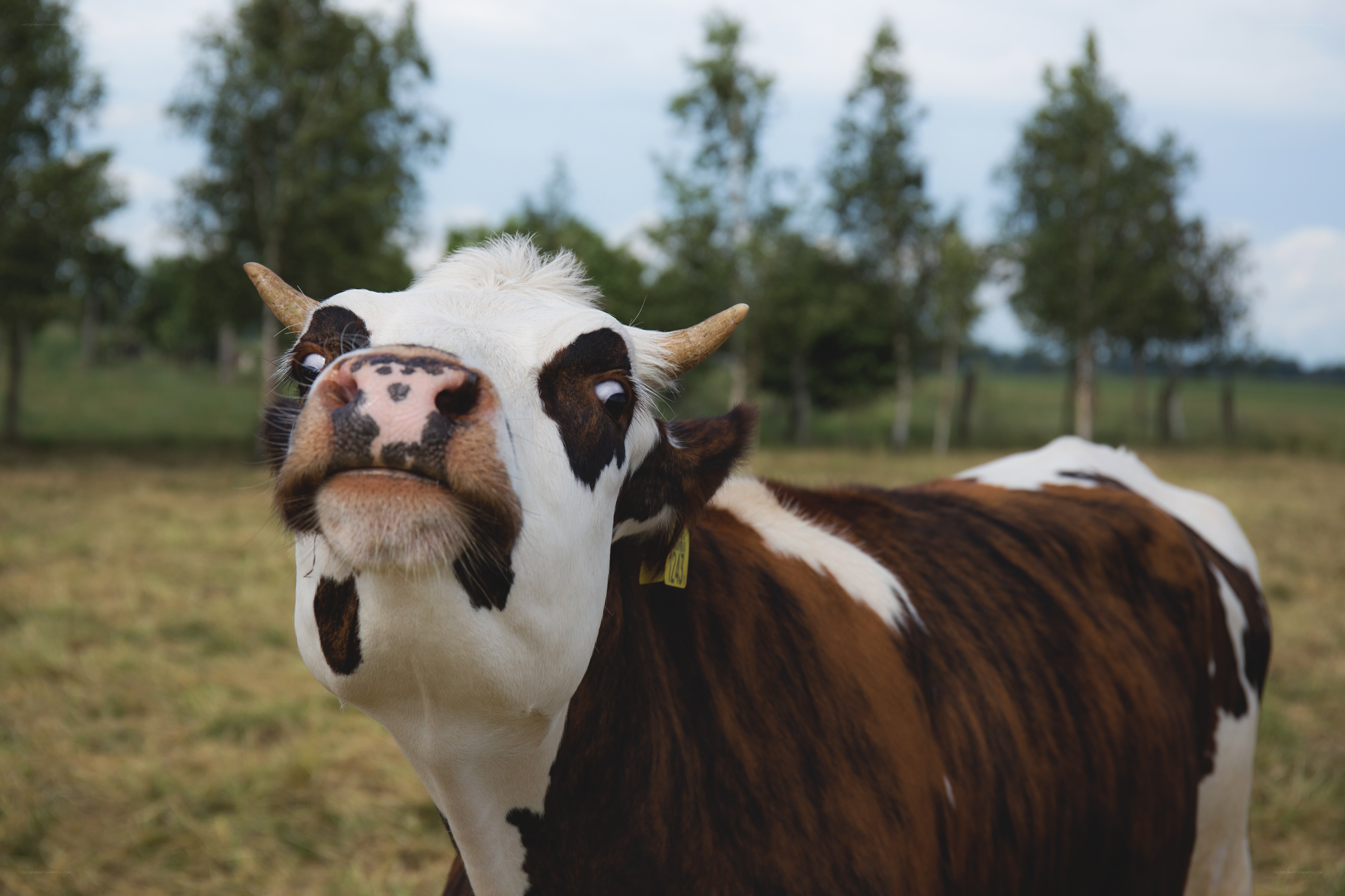 curious brown and white cow