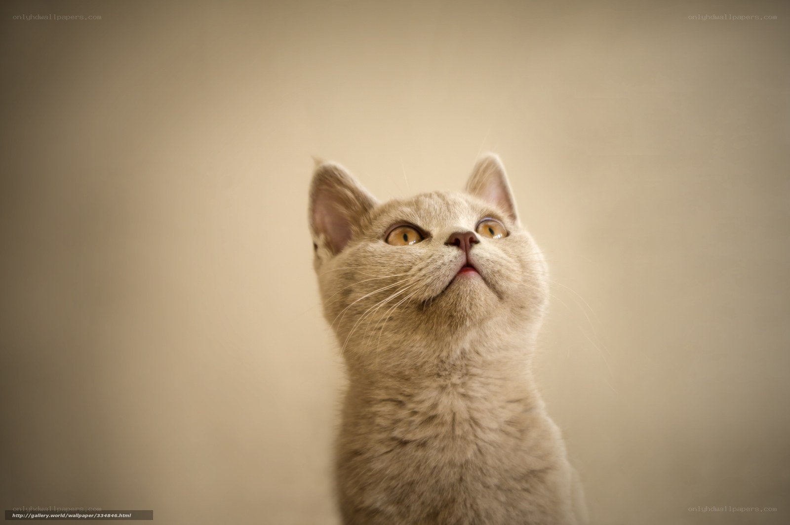 curious cat looking up
