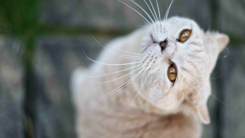 curious cat looking up