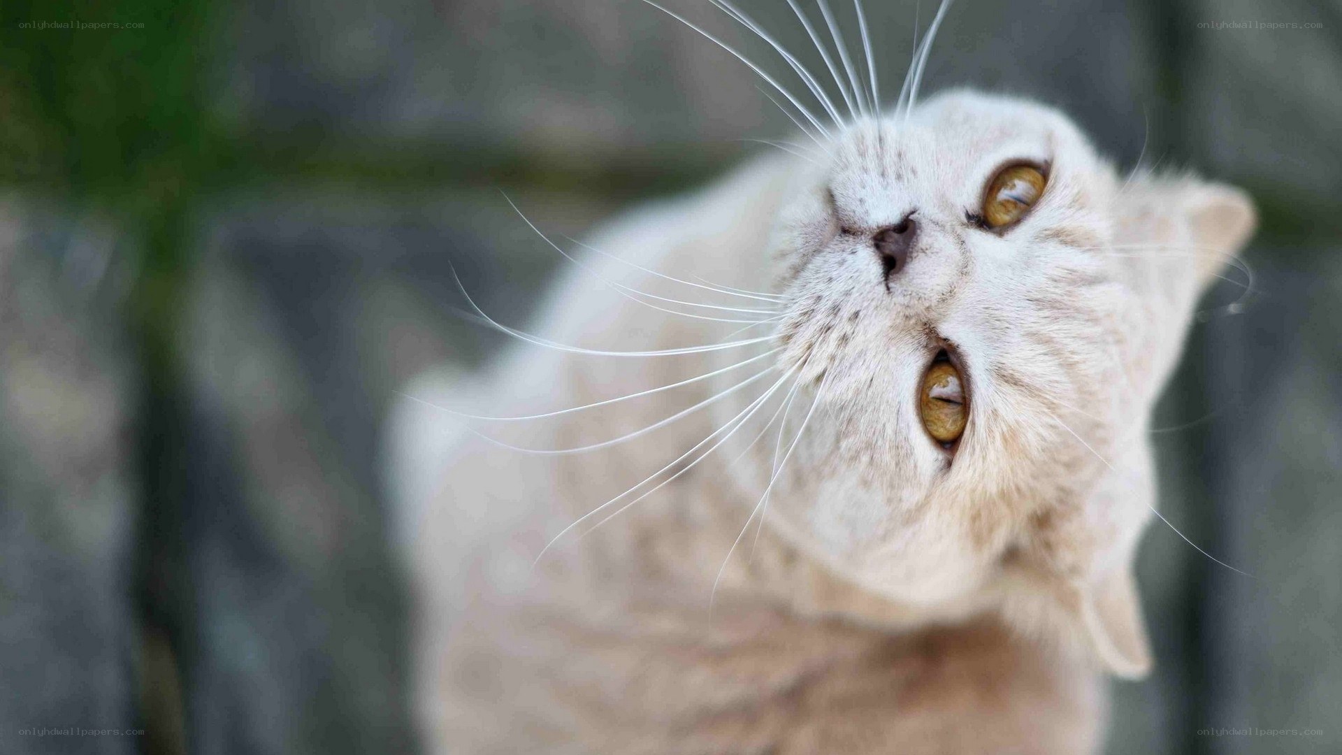 curious cat looking up