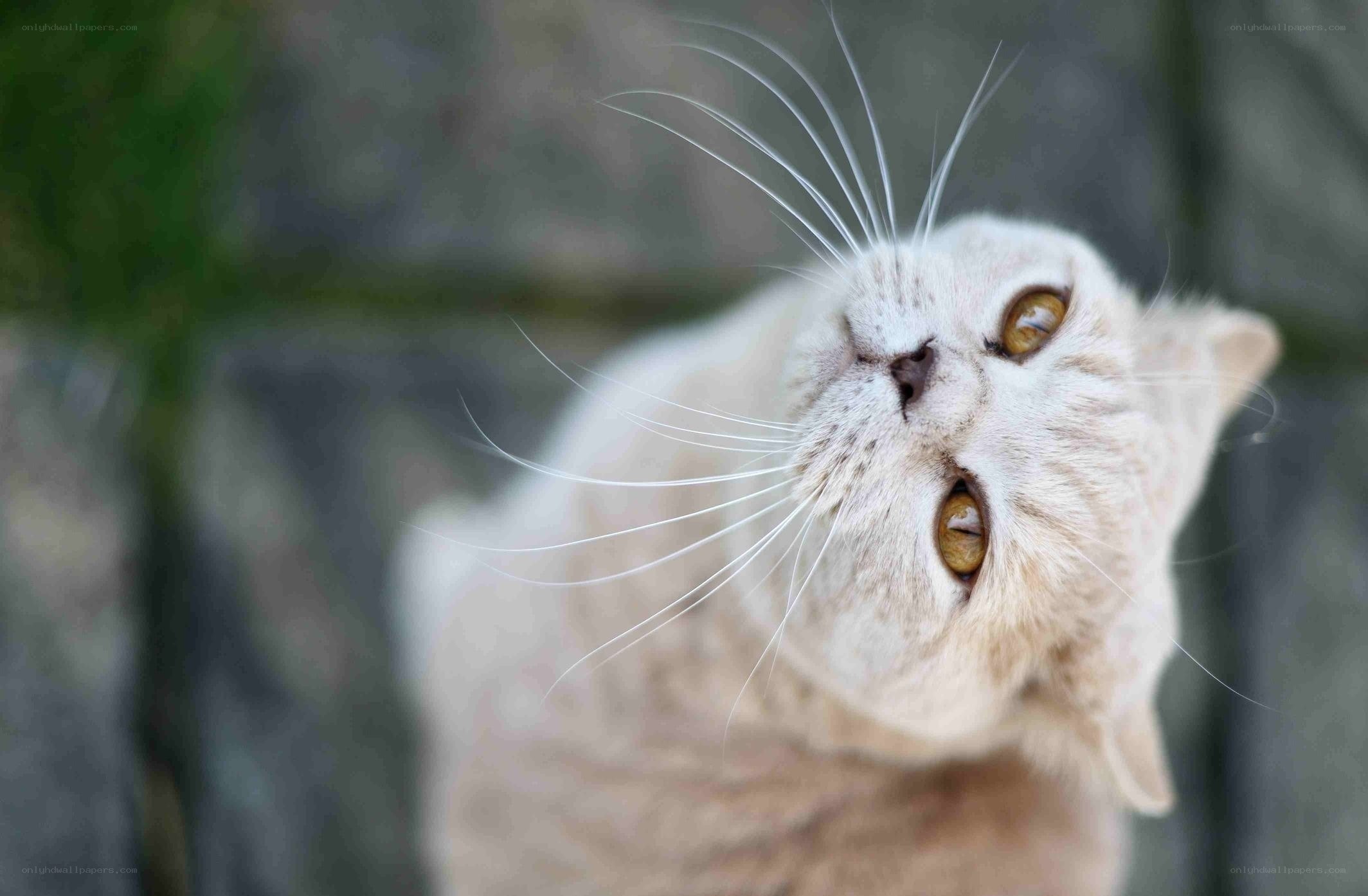 curious cat looking up
