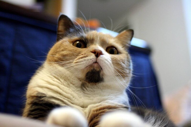 curious cat looking up