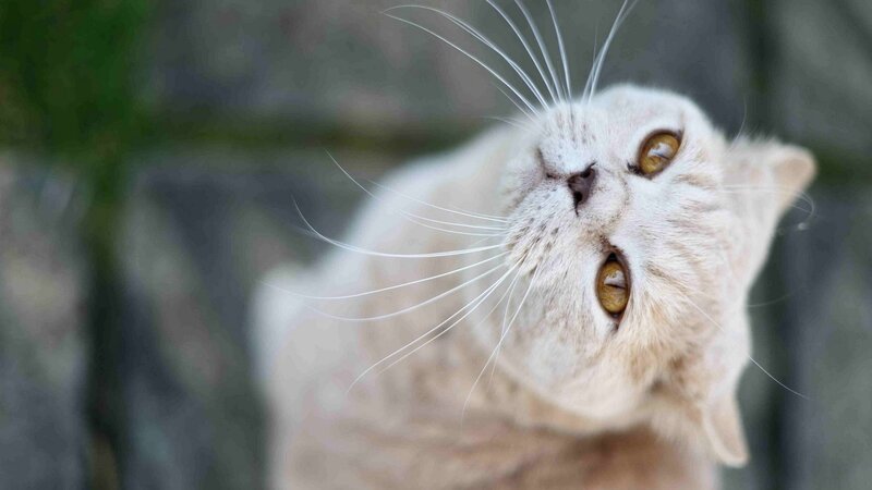 curious cat looking up